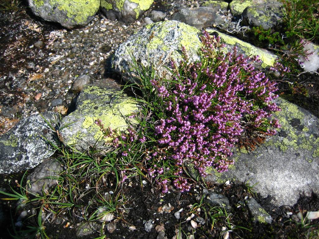 Norefjell - Storhytte Med Jacuzzi Og Fantastisk Beliggenhet Noresund Екстериор снимка